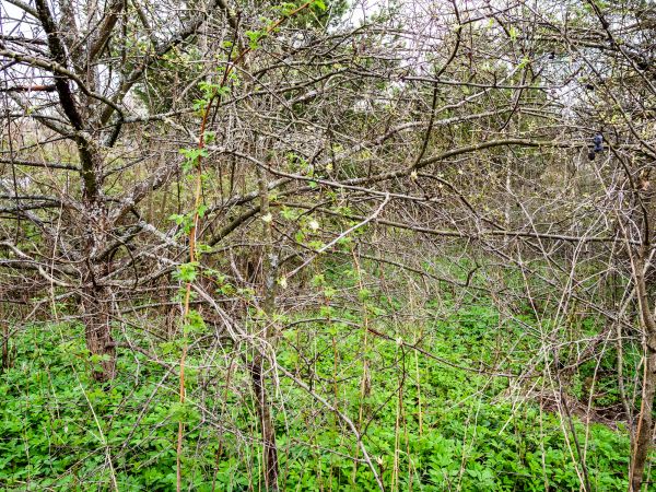 Underbrush Clearing in Woodland Hills