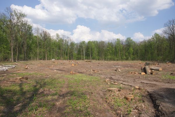 Cost of Pasture Clearing in Woodland Hills