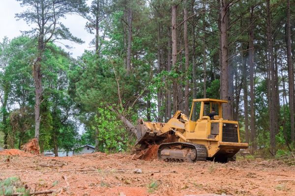 Forest Thinning in Woodland Hills