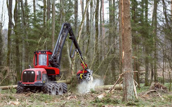 Cost of Forest Clearance Service in Woodland Hills