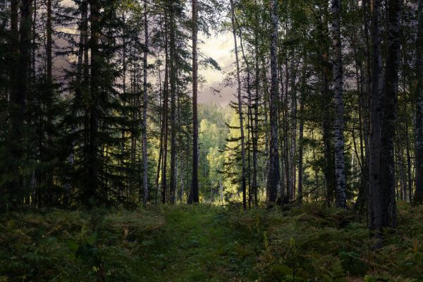 Cost of Pine Tree Clearing in Woodland Hills