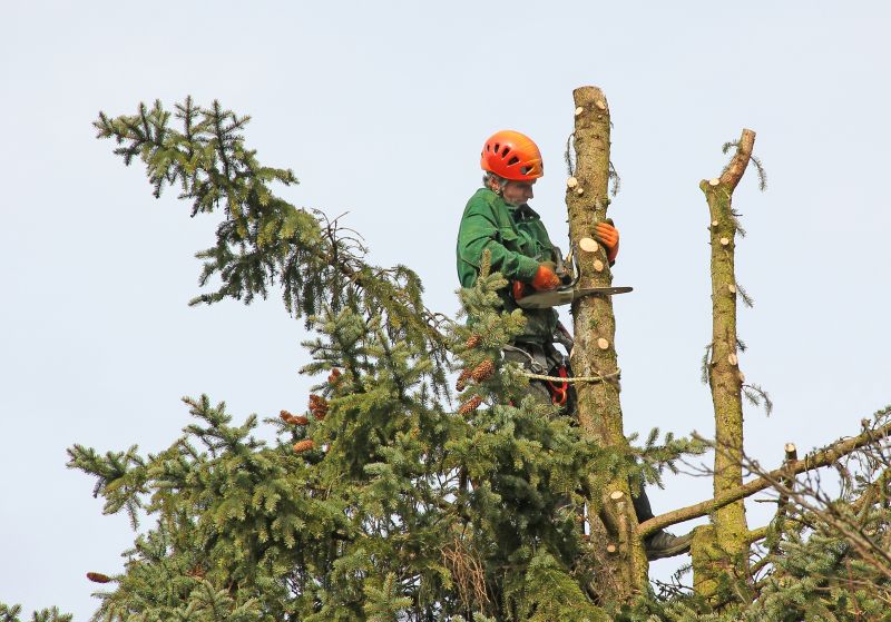 Tree Cutting in Progress